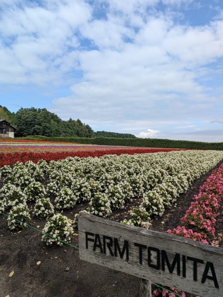 ファーム富田の花畑と、「FARM TOMITA」と書かれた木の看板