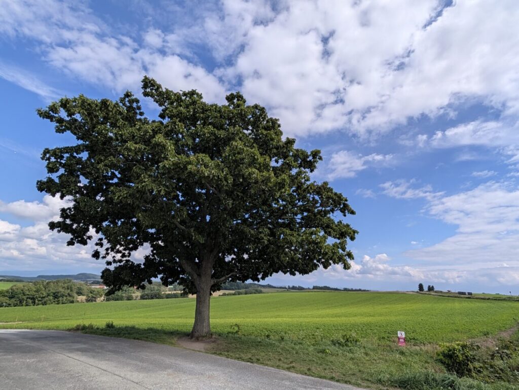 美瑛のパッチワークの路。広い草原にぽつんと立つ大きな木と青空