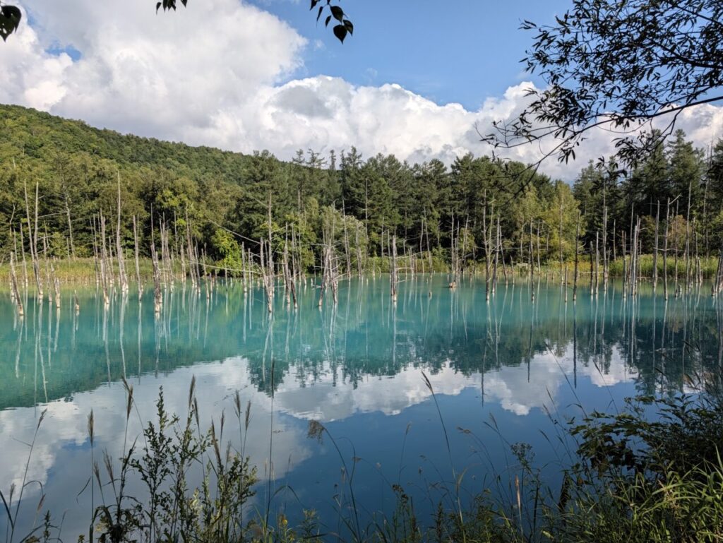 美瑛・白金の青い池。コバルトブルーの水面に立ち枯れの木が並び、空が映り込んでいる